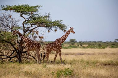 İki Somali zürafası akasya ağaçlarının yapraklarını yer.