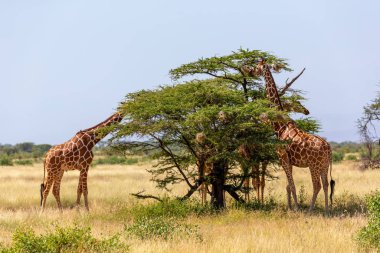İki Somali zürafası akasya ağaçlarının yapraklarını yer.