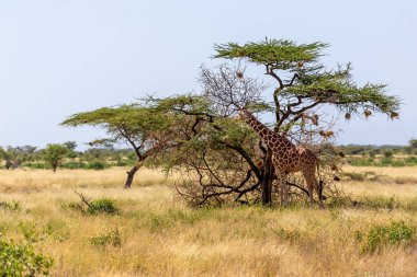 İki Somali zürafası akasya ağaçlarının yapraklarını yer.