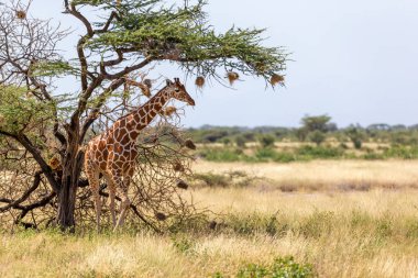 Somali zürafaları akasya ağaçlarının yapraklarını yerler.