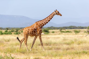 Somali zürafası yeşil yemyeşil bir çayırdan geçiyor.