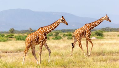 Somali zürafası yeşil yemyeşil bir çayırdan geçiyor.