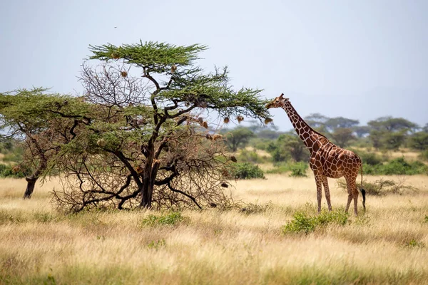 Somalië giraffen eten de bladeren van acaciabomen — Stockfoto