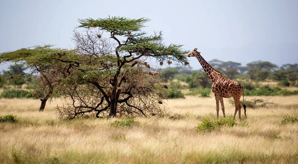 Somalië giraffen eten de bladeren van acaciabomen — Stockfoto