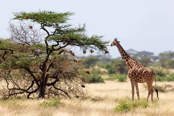 Somali zürafaları akasya ağaçlarının yapraklarını yerler. — Stok fotoğraf