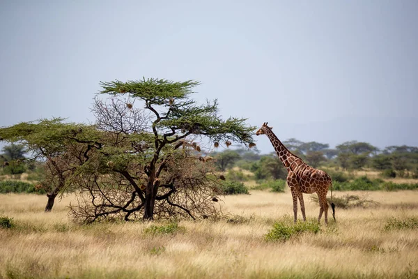 Somalië giraffen eten de bladeren van acaciabomen — Stockfoto