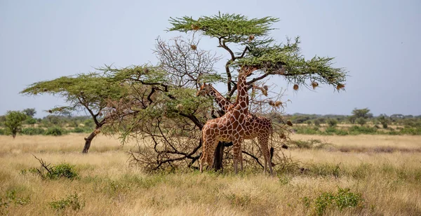 Dwie somalijskie żyrafy jedzą liście akacji — Zdjęcie stockowe