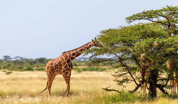 Girafas da Somália comem as folhas de árvores de acácia — Fotografia de Stock