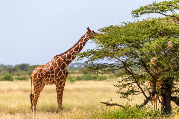 Las jirafas de Somalia comen las hojas de los árboles de acacia —  Fotos de Stock