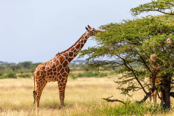 Szomália zsiráfjai megeszik az akác fák leveleit. — Stock Fotó