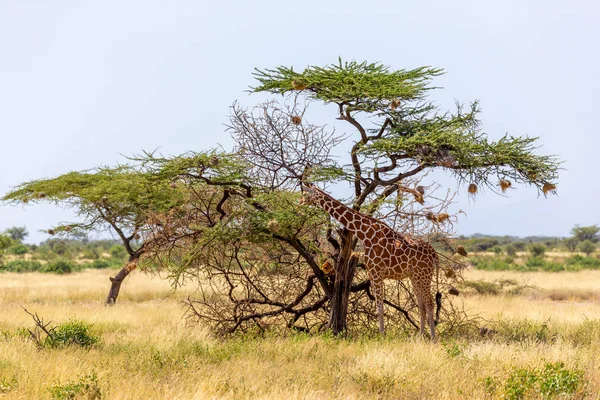 Két szomáliai zsiráf megeszi az akác fák leveleit. — Stock Fotó