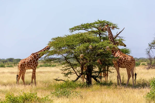 İki Somali zürafası akasya ağaçlarının yapraklarını yer. — Stok fotoğraf