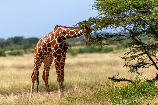 Girafas da Somália comem as folhas de árvores de acácia — Fotografia de Stock