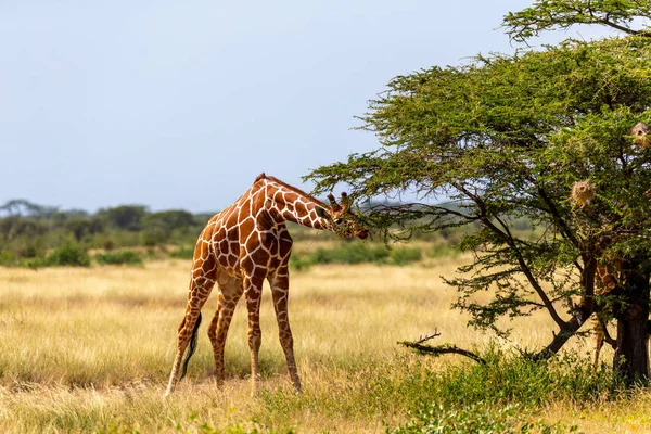Somalië giraffen eten de bladeren van acaciabomen — Stockfoto