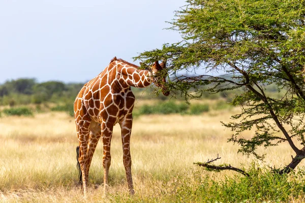 Somalia giraffes eat the leaves of acacia trees — Stock Photo, Image