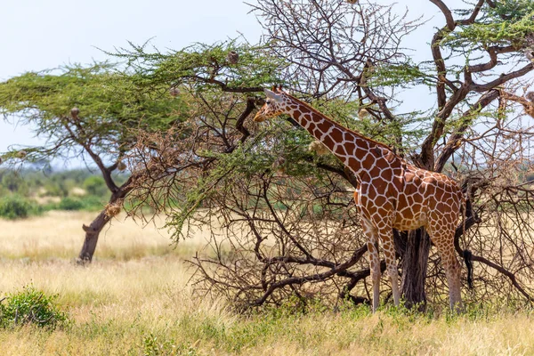 Somali zürafaları akasya ağaçlarının yapraklarını yerler. — Stok fotoğraf