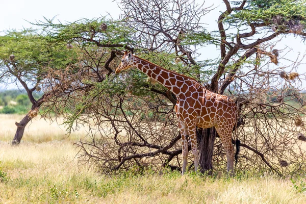 Somalia giraffes eat the leaves of acacia trees — Stock Photo, Image