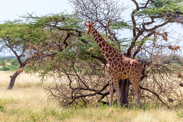 Somali zürafaları akasya ağaçlarının yapraklarını yerler. — Stok fotoğraf