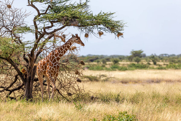 Somalia giraffes eat the leaves of acacia trees