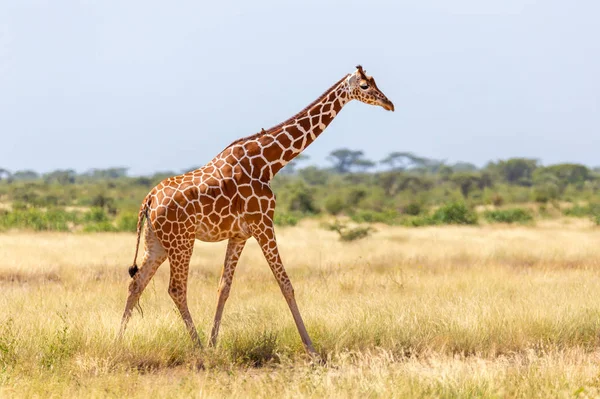 Somalia giraffe goes over a green lush meadow — Stock Photo, Image