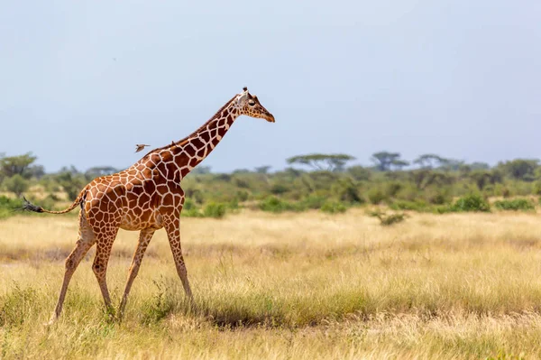 Somalia giraffe goes over a green lush meadow — Stock Photo, Image