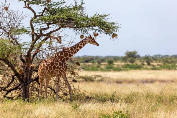 Las jirafas de Somalia comen las hojas de los árboles de acacia —  Fotos de Stock
