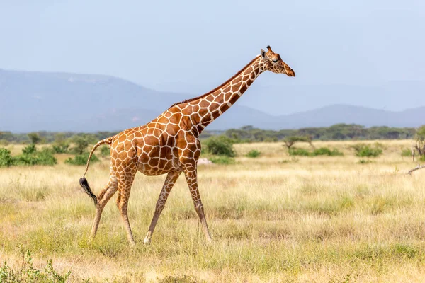 Somalia giraffe goes over a green lush meadow — Stock Photo, Image