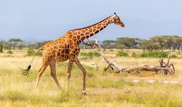 Somalia giraffe goes over a green lush meadow — Stock Photo, Image