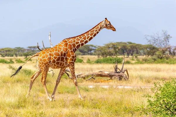 Somálská žirafa přechází přes zelenou bujnou louku — Stock fotografie