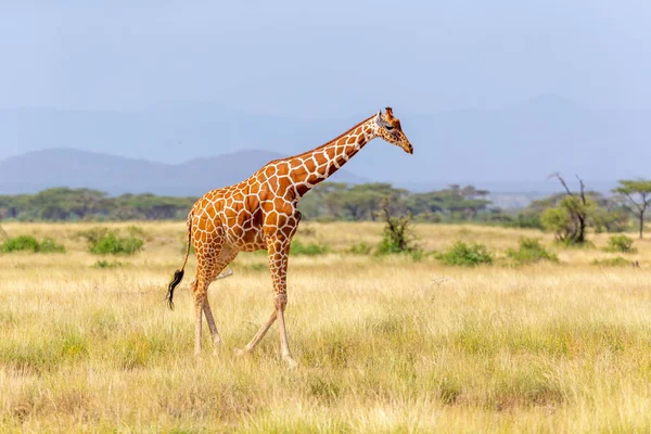 Сомалийский жираф идет по зеленому лугу — стоковое фото