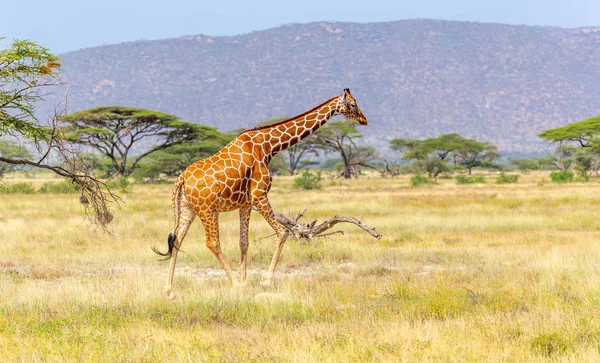 ソマリアキリンは緑豊かな牧草地を越えて行きます — ストック写真