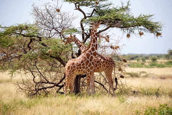 Two Somalia giraffes eat the leaves of acacia trees Stock Image