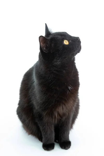 Egy gyönyörű fekete macska pózol egy fehér háttér — Stock Fotó