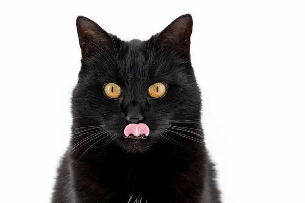 Un hermoso gato negro posa sobre un fondo blanco — Foto de Stock