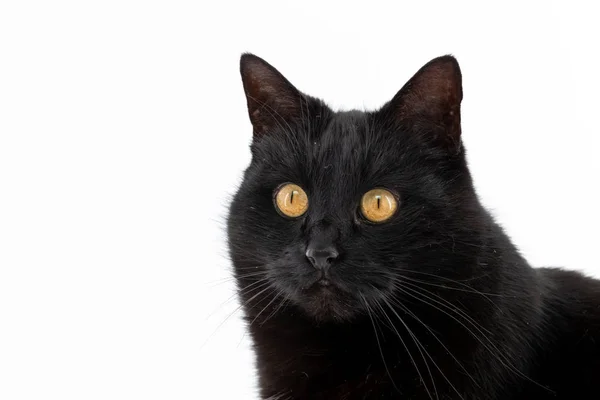 Güzel bir siyah kedi beyaz arka planda poz verir. — Stok fotoğraf