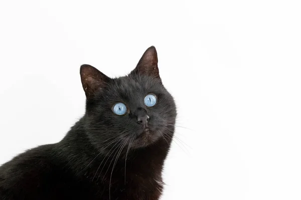 Un hermoso gato negro posa sobre un fondo blanco — Foto de Stock