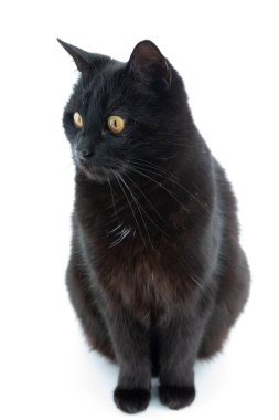 Güzel bir siyah kedi beyaz arka planda poz verir.