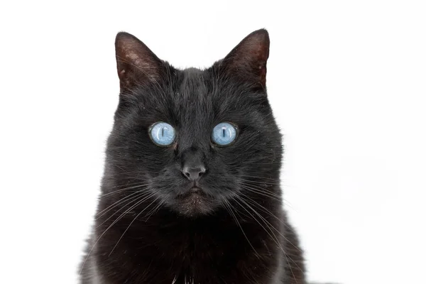 Un hermoso gato negro posa sobre un fondo blanco — Foto de Stock