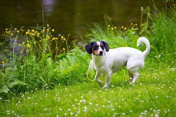 Küçük bir köpek yeşil bir çayırda oynuyor. — Stok fotoğraf
