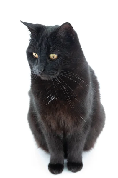 Hermoso Gato Negro Posa Sobre Fondo Blanco — Foto de Stock