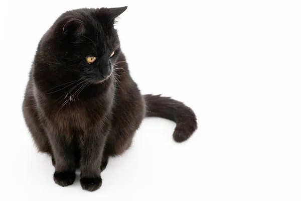 Hermoso Gato Negro Posa Sobre Fondo Blanco — Foto de Stock