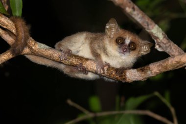 Bir dalda küçük bir fare lemuru, gece çekilmiş.