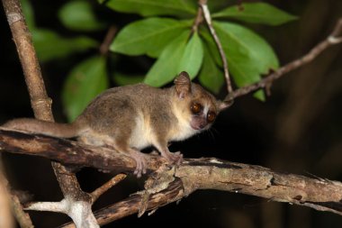 Bir dalda küçük bir fare lemuru, gece çekilmiş.