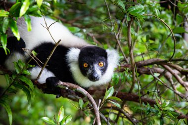 Madagaskar 'da bir yağmur ormanındaki yaprakların arasındaki ağaçtaki lemur.