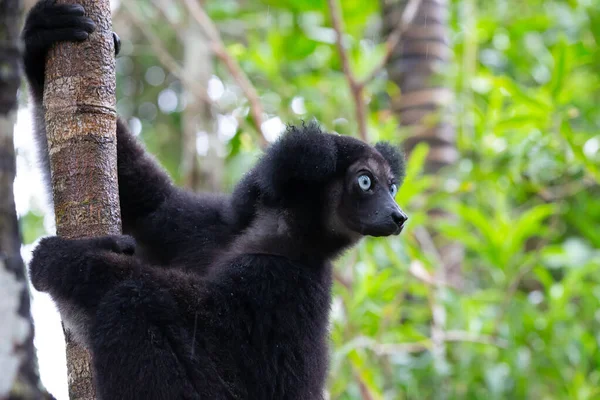 Ein Porträt Der Indri Lemuren Regenwald Madagaskars — Stockfoto