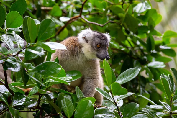 Lemur Drzewie Między Liśćmi Lesie Deszczowym Madagaskarze — Zdjęcie stockowe