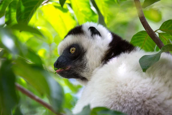 Svart Och Vit Lemur Sitter Kronan Ett Träd Vari Sifaka — Stockfoto
