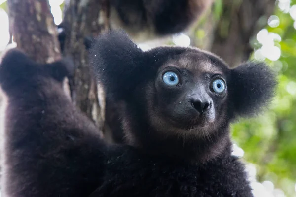 Portrét Indri Lemurů Deštném Pralese Madagaskaru — Stock fotografie