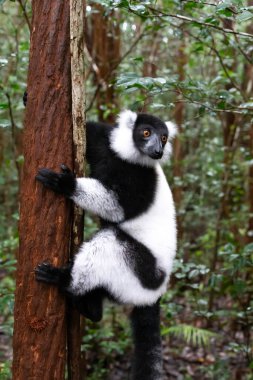 Bir siyah beyaz lemur bir ağacın dalında oturuyor.