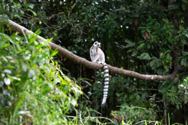 Madagaskar adasındaki yağmur ormanlarında halka kuyruklu lemur.